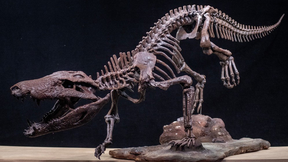 Descubren un nuevo cocodrilo que convivió con los últimos dinosaurios