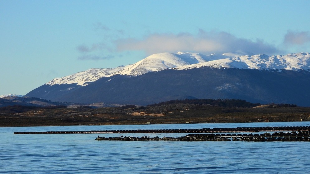 Especialistas del CONICET analizan el canal Beagle para el primer cultivo de mejillones a escala industrial