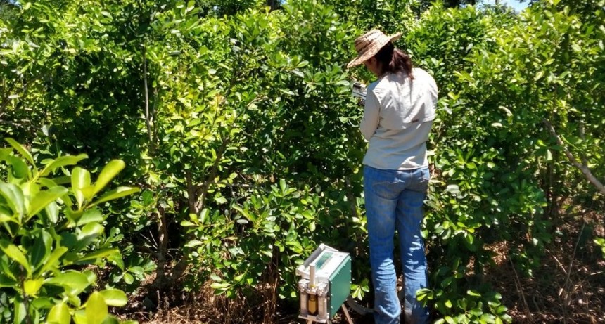 Estudian la incorporación de otros árboles en las plantaciones de yerba mate para mejorar el rendimiento del cultivo