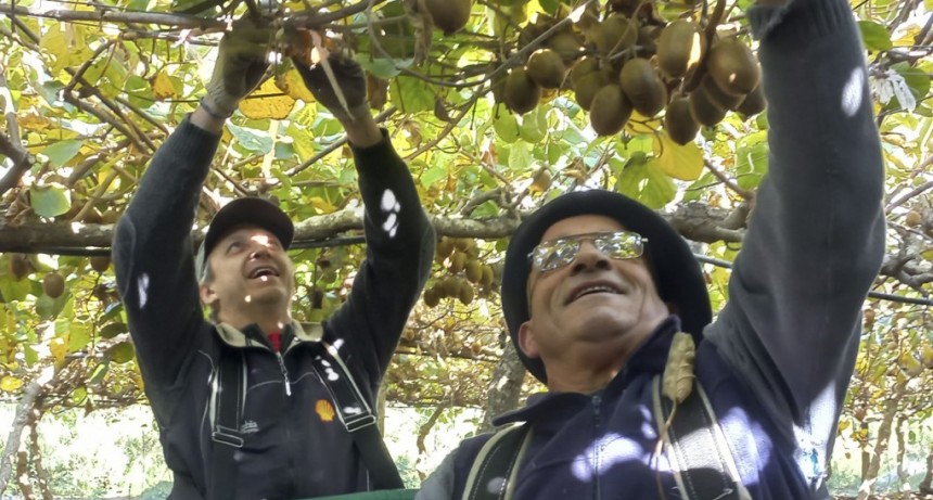 Descubrí una ruta única entre kiwis, olivos y cielos abiertos que despiertan tus sentidos