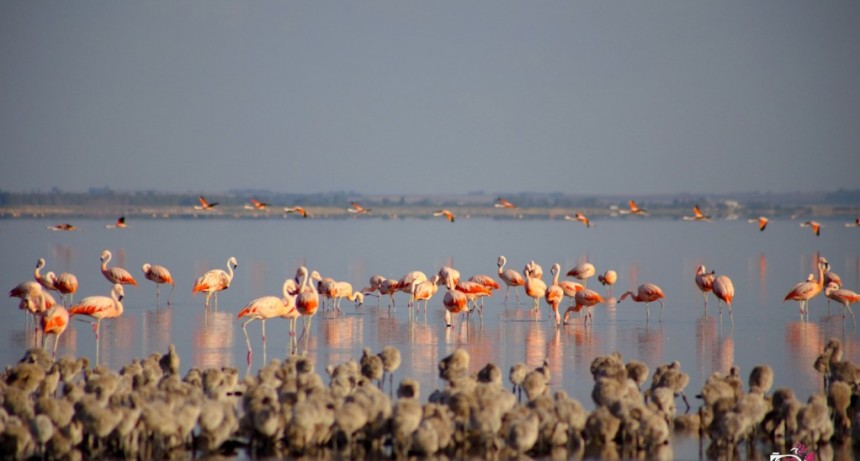 La ruta secreta de la Provincia: flamencos, aguas cristalinas y paisajes de silencio