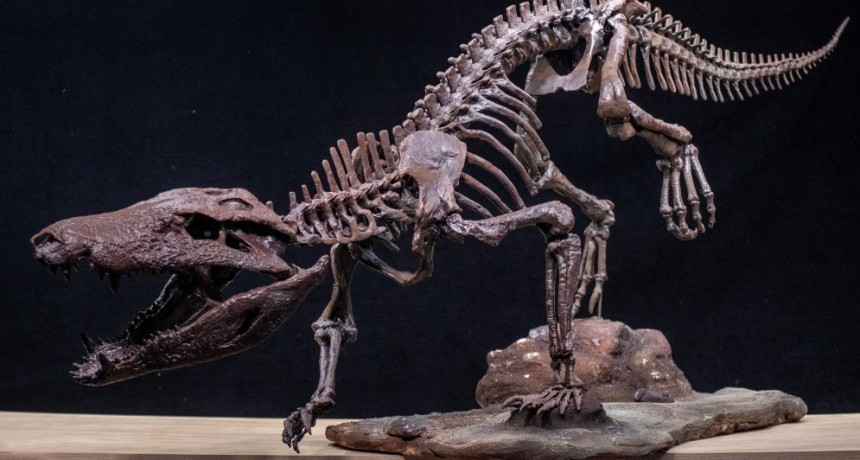 Descubren un nuevo cocodrilo que convivió con los últimos dinosaurios