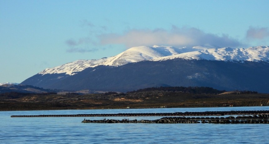Especialistas del CONICET analizan el canal Beagle para el primer cultivo de mejillones a escala industrial