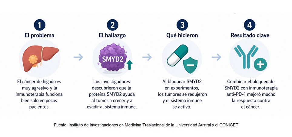 Identifican una nueva v&iacute;a para potenciar la inmunoterapia contra el c&aacute;ncer de h&iacute;gado
