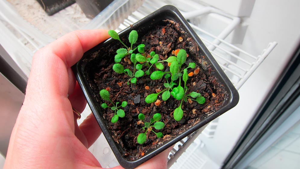 Identifican un &ldquo;interruptor de saciedad&rdquo; de nitr&oacute;geno en plantas