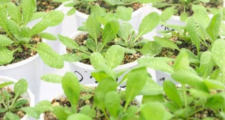 Determinan un nuevo jugador clave para la floraci&oacute;n de las plantas