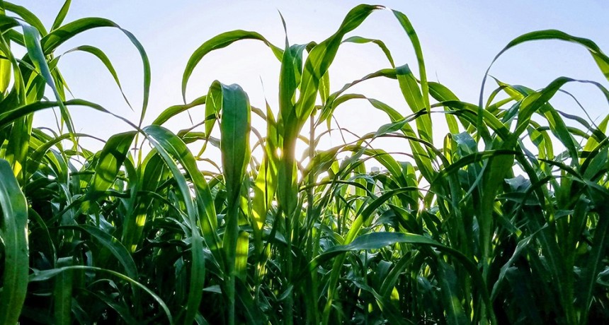 Cient&iacute;ficos del CONICET participan de un proyecto para impulsar una bioeconom&iacute;a m&aacute;s sostenible en Am&eacute;rica Latina y Europa