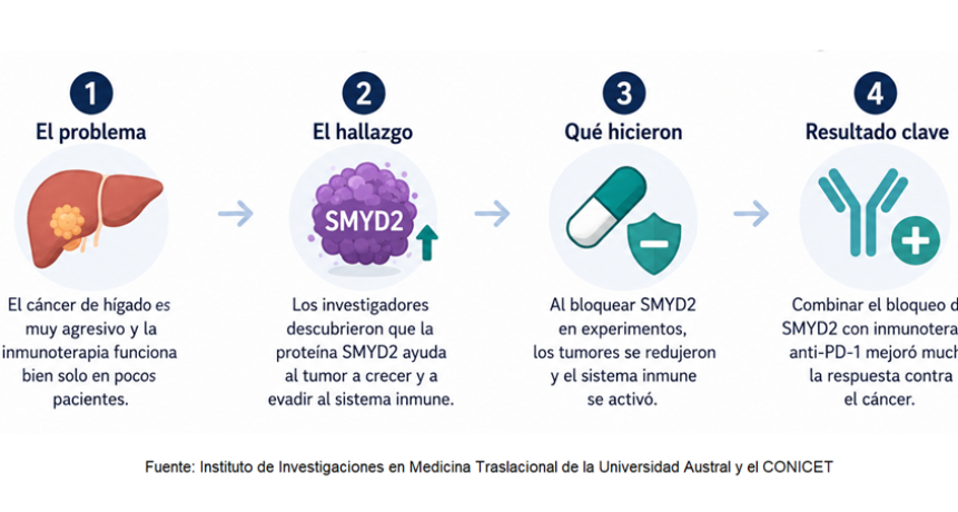 Identifican una nueva v&iacute;a para potenciar la inmunoterapia contra el c&aacute;ncer de h&iacute;gado