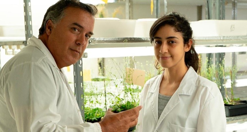 Descubren c&oacute;mo una bacteria que vive en las ra&iacute;ces permite que las plantas toleren condiciones de sequ&iacute;a
