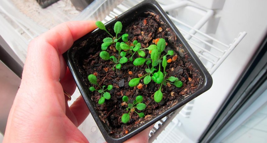Identifican un &ldquo;interruptor de saciedad&rdquo; de nitr&oacute;geno en plantas