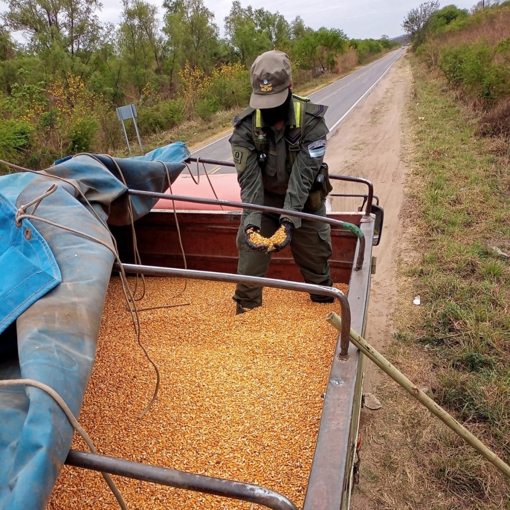 Gendarmería neutralizó el tráfico ilegal de 180 toneladas de soja, maíz y lentejas