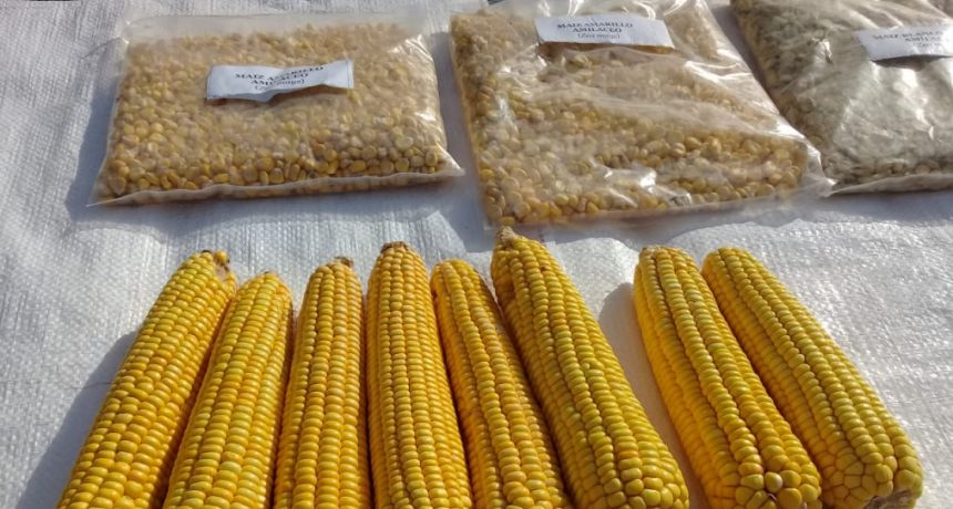 En Formosa, presentan una nueva variedad de maíz amarillo