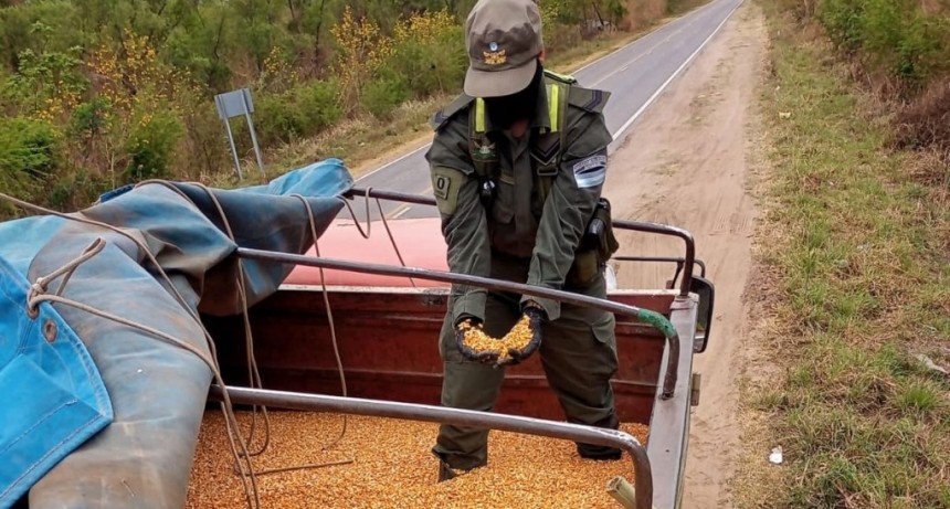 Gendarmería neutralizó el tráfico ilegal de 180 toneladas de soja, maíz y lentejas