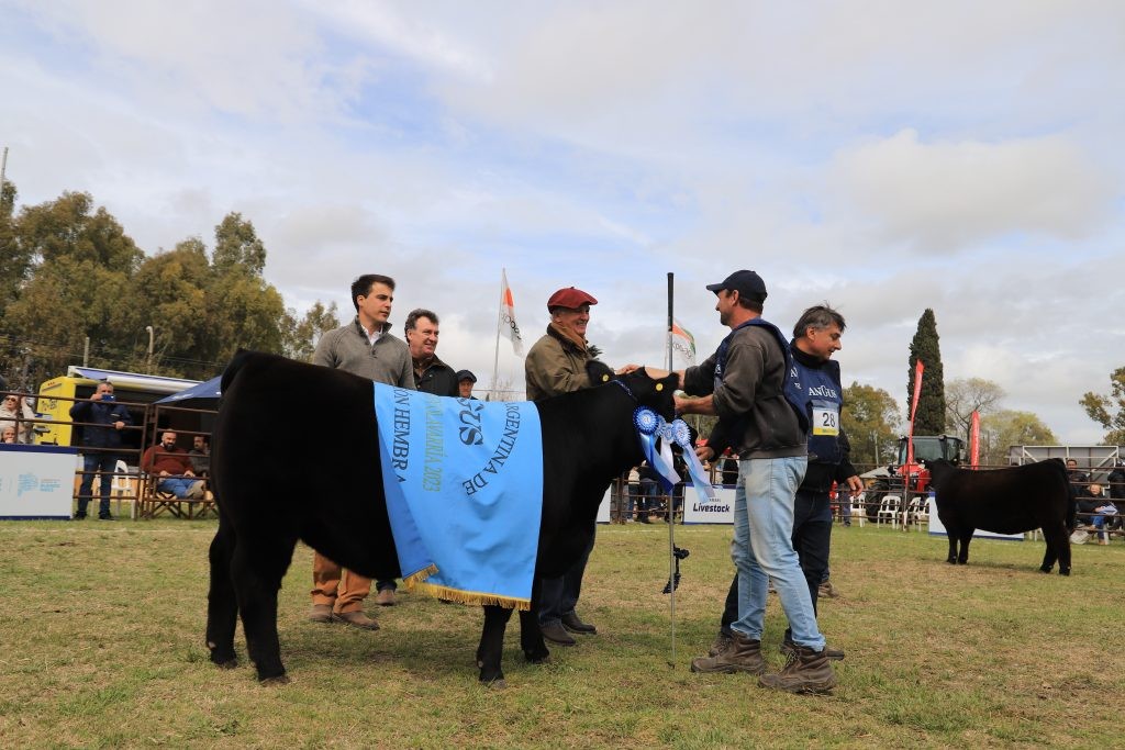 Arandú y Don Romeo ganaron los premios más importantes en la Nacional del Ternero Angu