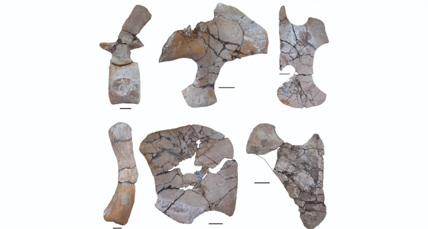 Descubren en Chubut un esqueleto casi completo de un reptil cuello largo que convivió con los dinosaurios