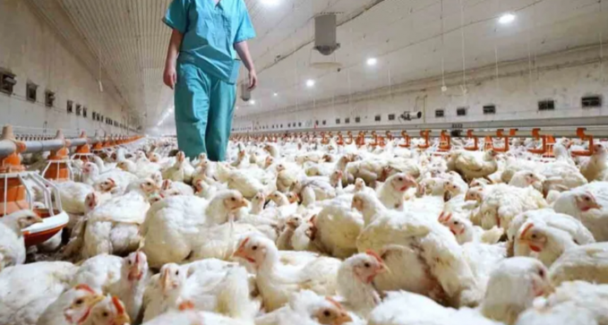 Se reabre el comercio de productos aviares con Emiratos Árabes y Sudáfrica