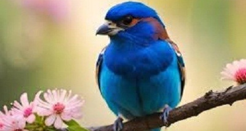 La leyenda del pájaro azul de la felicidad