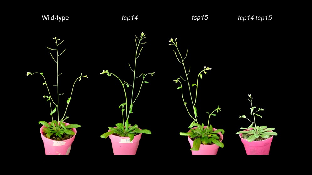 Descubren procesos clave en el crecimiento de ciertas plantas que podrían utilizarse para aumentar el rendimiento de las cosechas