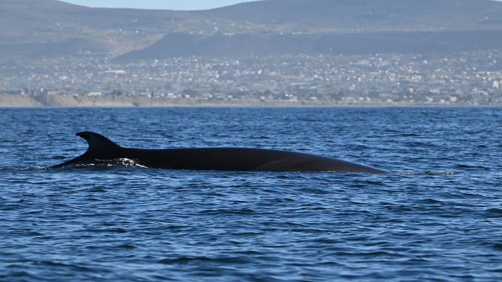 Científicos del CONICET impulsan junto a prestadores turísticos el avistaje de ballenas sei en Comodoro Rivadavia