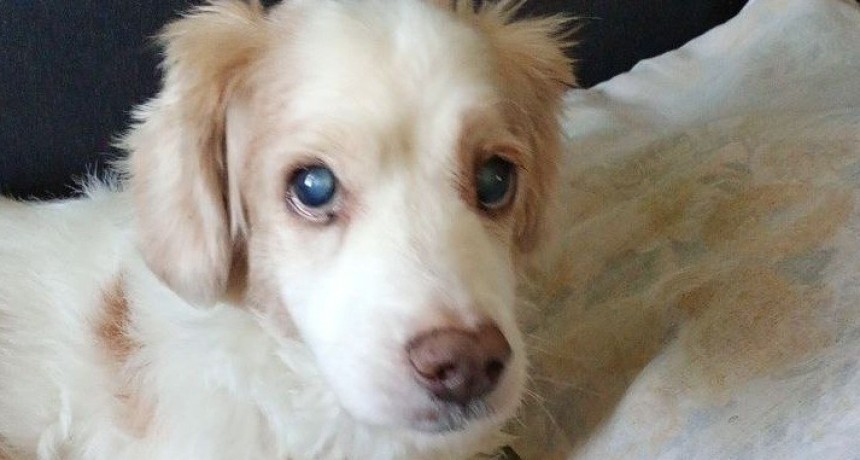 La Matanza impulsa campaña gratuita de vacunación antirrábica y anuncia la apertura de su primer Hospital Veterinario Público