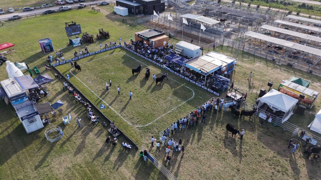La Semana Angus cerr&oacute; con casi 60.000 cabezas vendidas y fuerte apuesta por la gen&eacute;tica