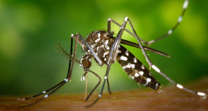 Anticuerpos contra el mosquito Aedes aegypti: exploran nueva estrategia para combatir el dengue, el Zika, la chikungunya y la fiebre amarilla