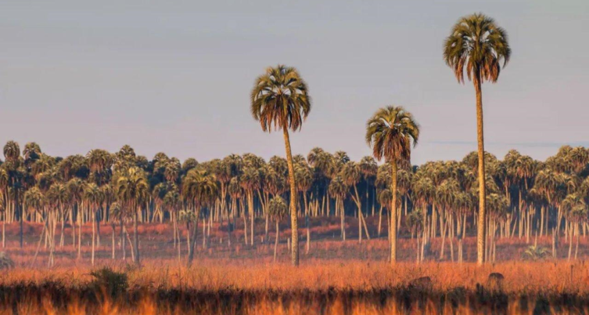 Parque Nacional El Palmar: el rinc&oacute;n de Entre R&iacute;os donde miles de palmeras crean un paisaje &uacute;nico en Argentina