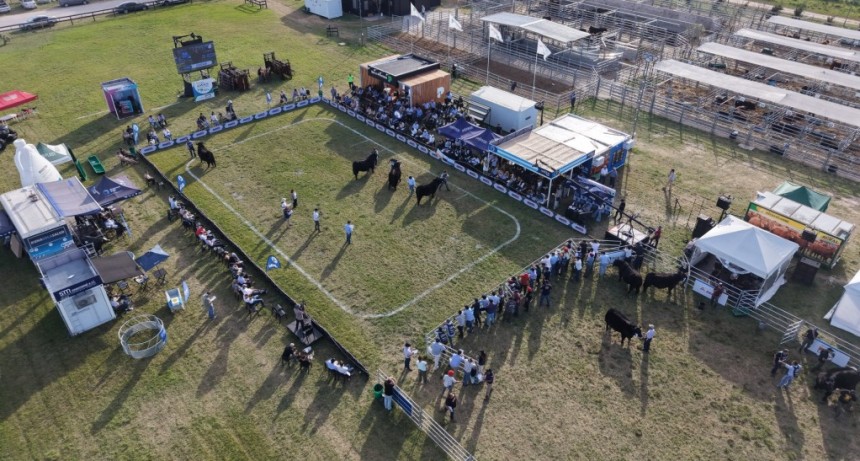 La Semana Angus cerr&oacute; con casi 60.000 cabezas vendidas y fuerte apuesta por la gen&eacute;tica