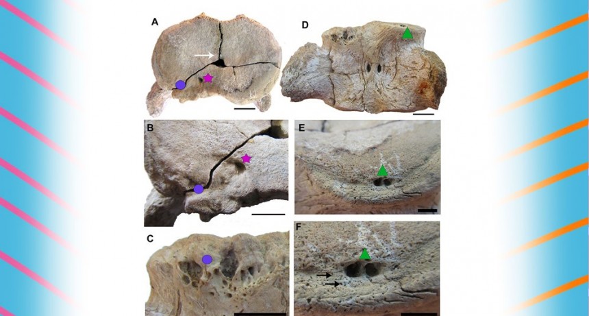 Un equipo de investigación del CONICET describe una patología ósea en un reptil marino del Cretácico