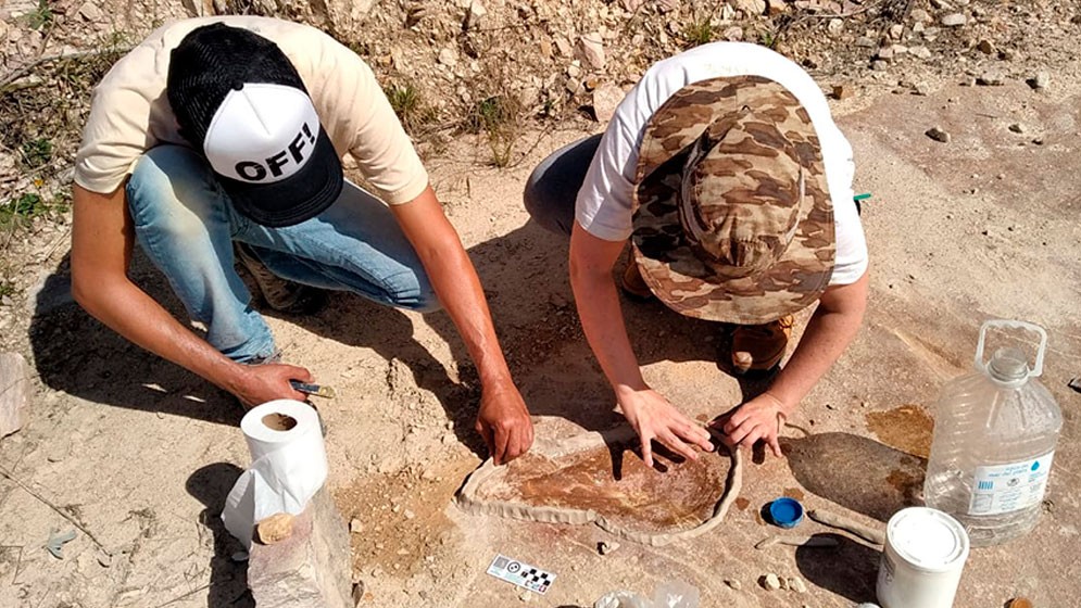 Descubren trazas fósiles de un cardumen de 430 millones de años de antigüedad