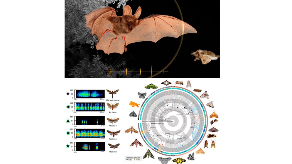 Un estudio analiza la adaptación evolutiva de las polillas nocturnas frente a los murciélagos, sus principales depredadores