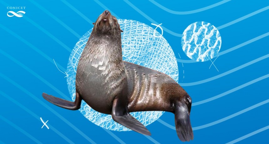 Patagonia e Islas Malvinas: un territorio en disputa por la caza de ballenas y lobos marinos entre 1800 y 1914