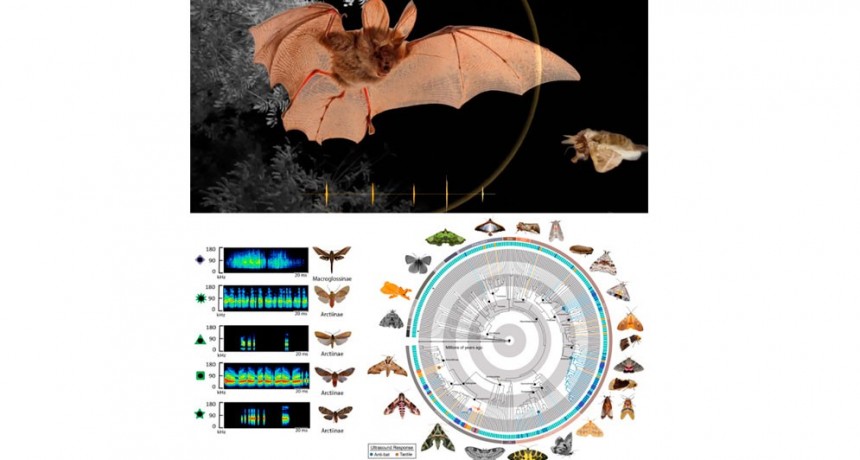 Un estudio analiza la adaptación evolutiva de las polillas nocturnas frente a los murciélagos, sus principales depredadores