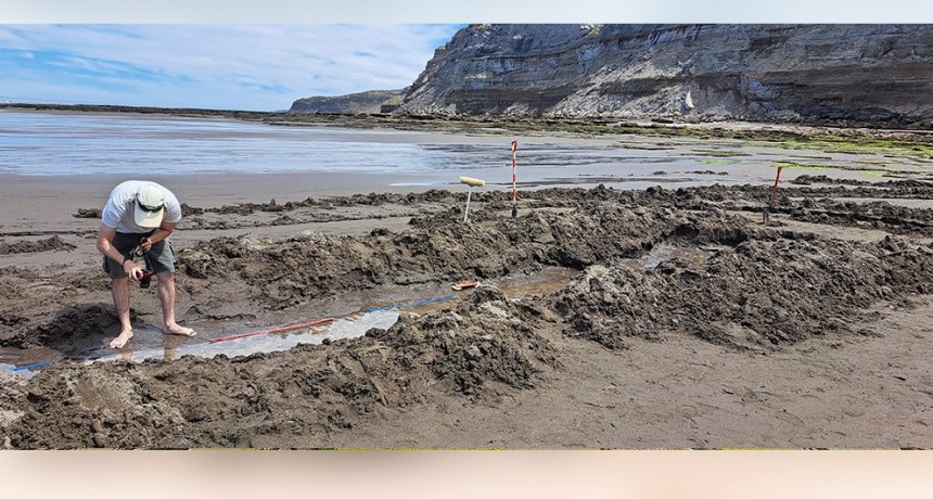 Descubren las huellas de un ave fósil gigante en Río Negro