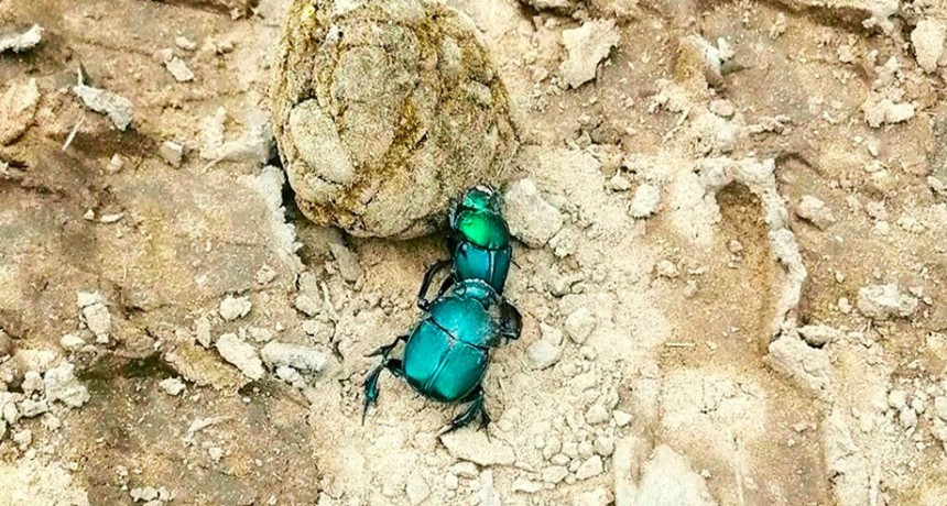 Cómo los escarabajos ayudan a mantener la fertilidad del suelo en el Chaco Seco