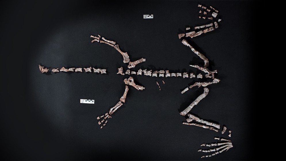 Científicos del CONICET hallan uno de los dinosaurios más antiguos del mundo en La Rioja