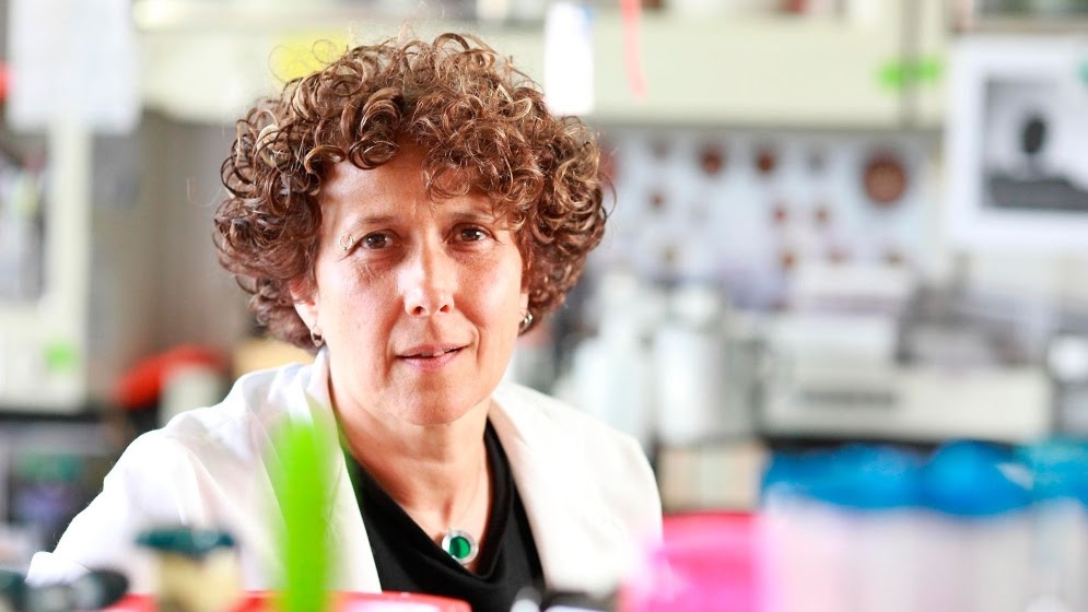  Andrea Gamarnik, la científica argentina que estudia el virus del dengue y rompe el techo de cristal en la investigación