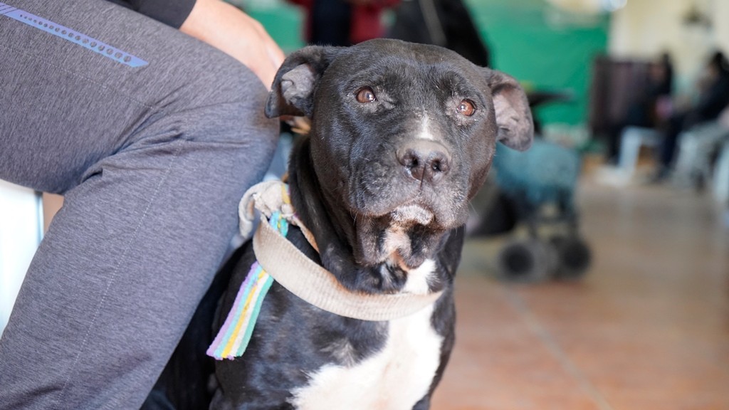 Merlo continúa con las castraciones gratuitas para perros y gatos en los barrios