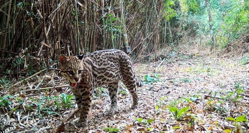 Revelan la dinámica poblacional del ocelote en la Selva Misionera con el mayor relevamiento a nivel mundial sobre la especie
