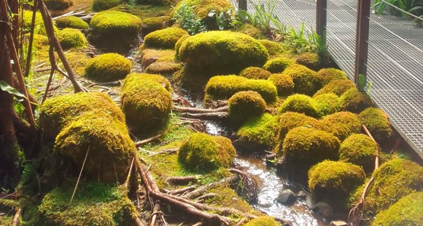Revelan nuevas claves sobre la evolución de las plantas terrestres