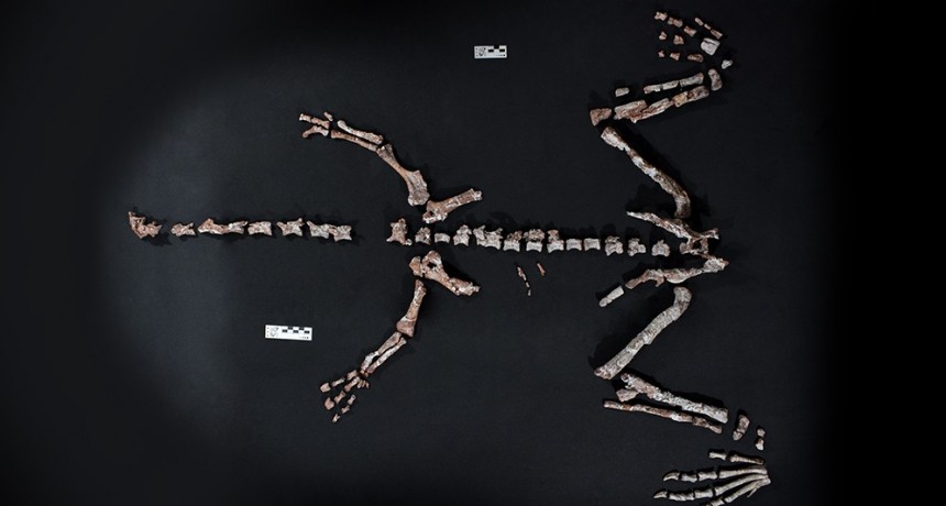 Científicos del CONICET hallan uno de los dinosaurios más antiguos del mundo en La Rioja