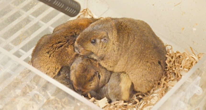 Identifican comunicación a nivel ultrasónico en roedor subterráneo endémico del sur de Argentina