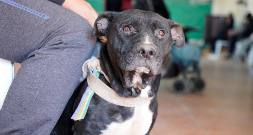 Merlo continúa con las castraciones gratuitas para perros y gatos en los barrios