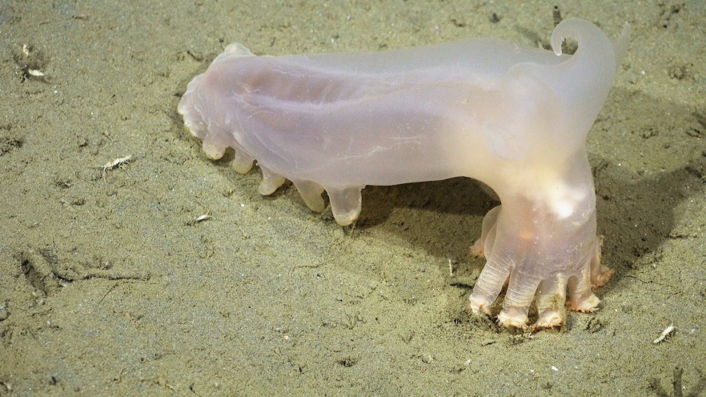 Descubren 57 nuevas especies en los ca&ntilde;ones submarinos de Argentina