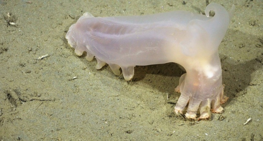 Descubren 57 nuevas especies en los ca&ntilde;ones submarinos de Argentina