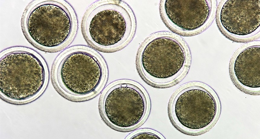 Biotecnolog&iacute;a reproductiva: trabajan en un proyecto para conservar y potenciar los recursos gen&eacute;ticos de la ganader&iacute;a en Mendoza