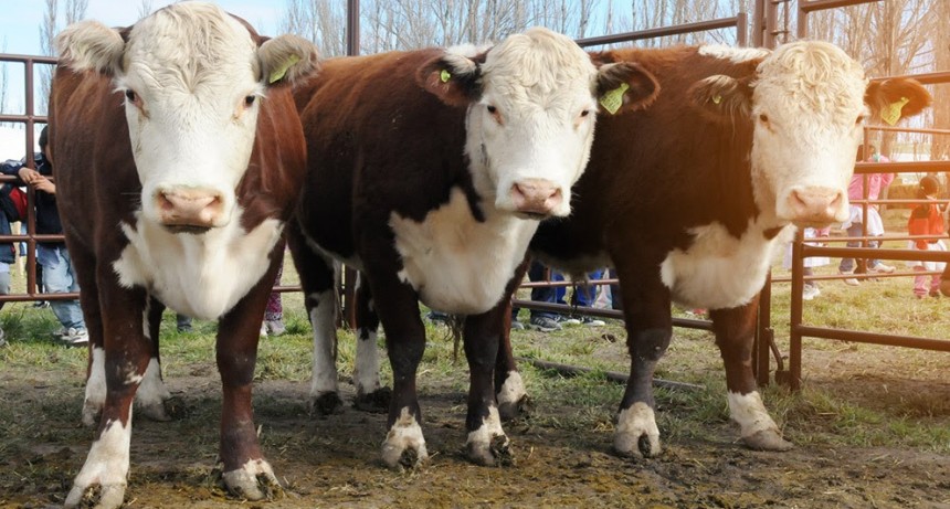 “Carne argentina, carne sustentable”, un informe que releva el nivel de la sustentabilidad actual de la ganadería argentina