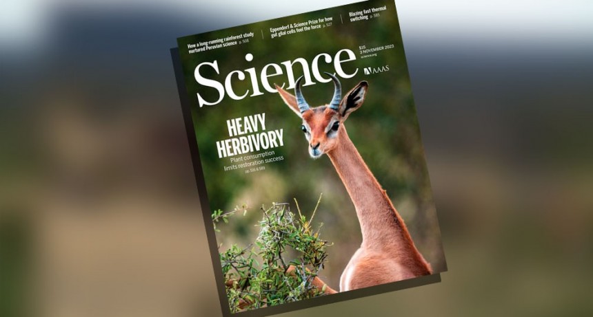 Estudian el efecto limitante de los animales herbívoros sobre la restauración de la vegetación