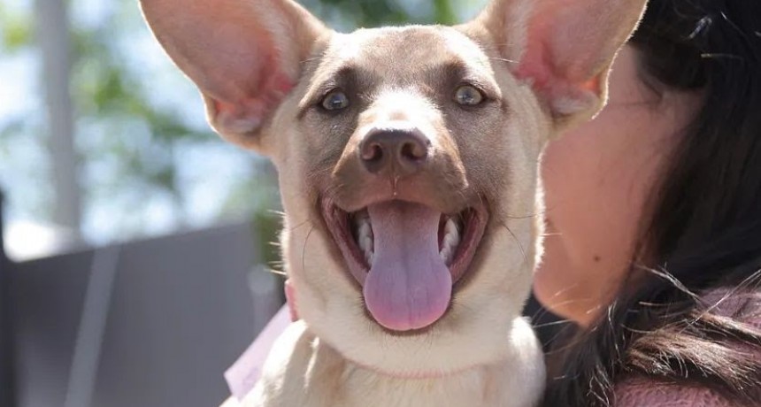 El Municipio de Morón promueve la adopción y tenencia responsable de animales