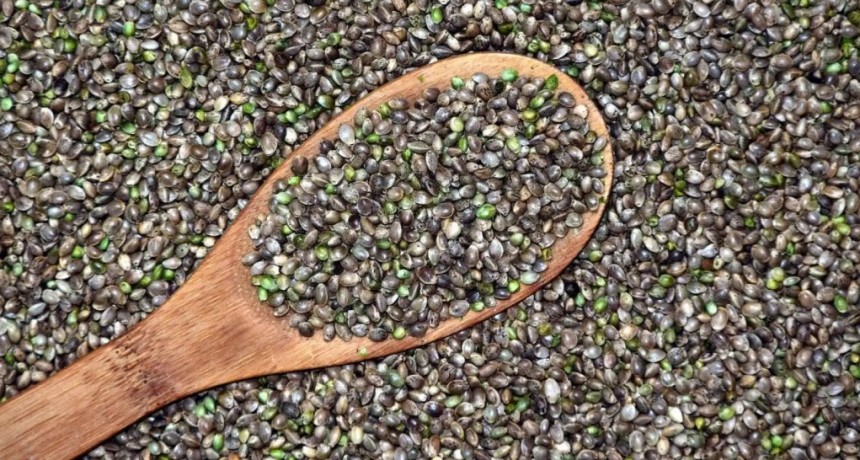El Ministerio de Agricultura incorpora las semillas de cáñamo al Código Alimentario Argentino